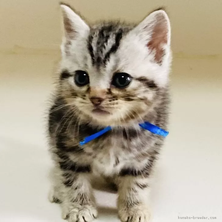 ID:2412-01985の子猫