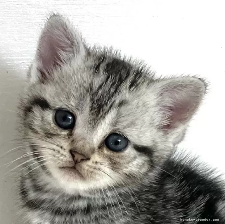 ID:2504-01456の子猫