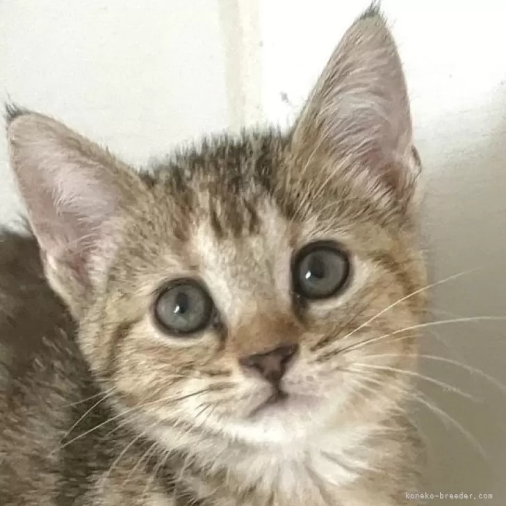 ID:2509-02760の子猫