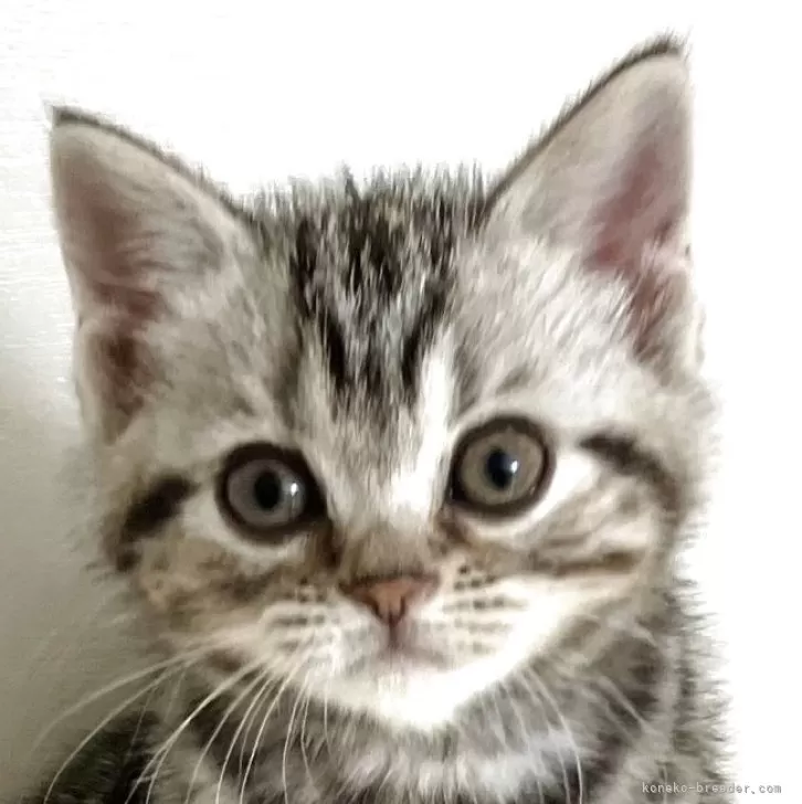 ID:2505-02080の子猫