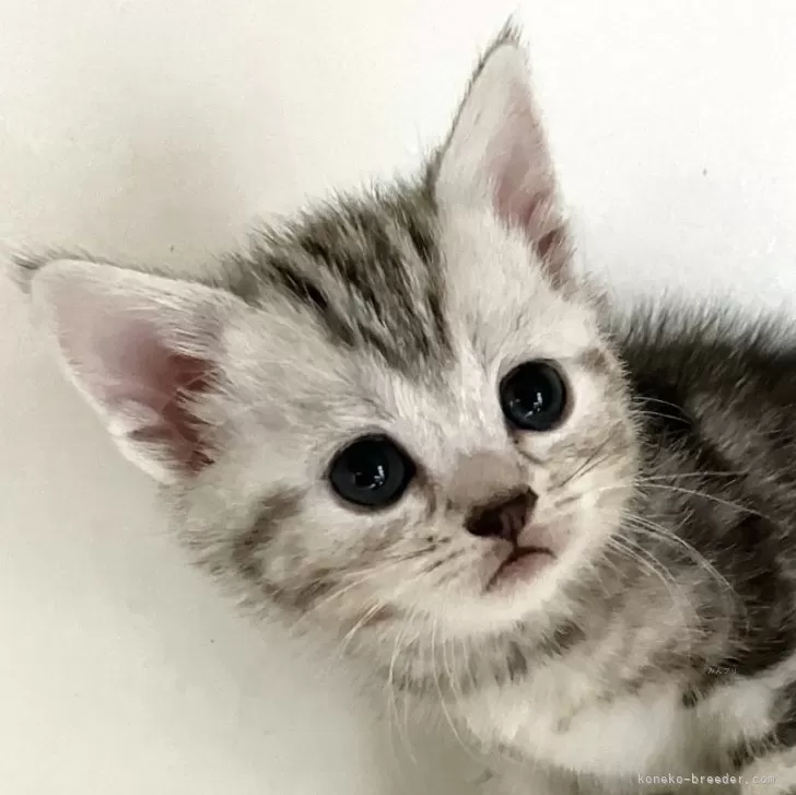 ID：2508-01009の子猫