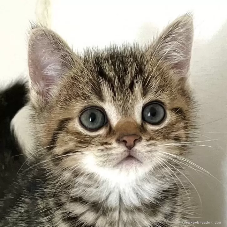 R.K 様のお迎えした子猫