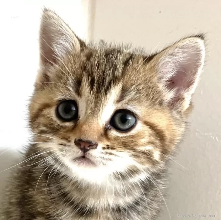 ID：2505-00890の子猫