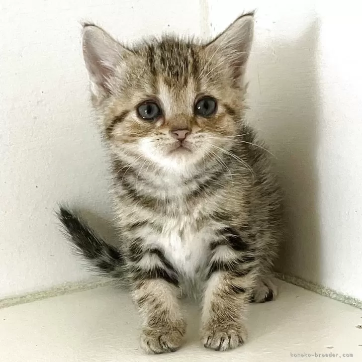 ID:2505-02324の子猫