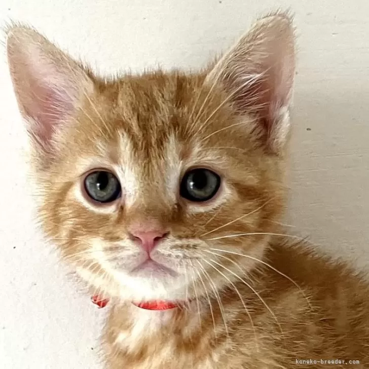 ID:2502-00311の子猫