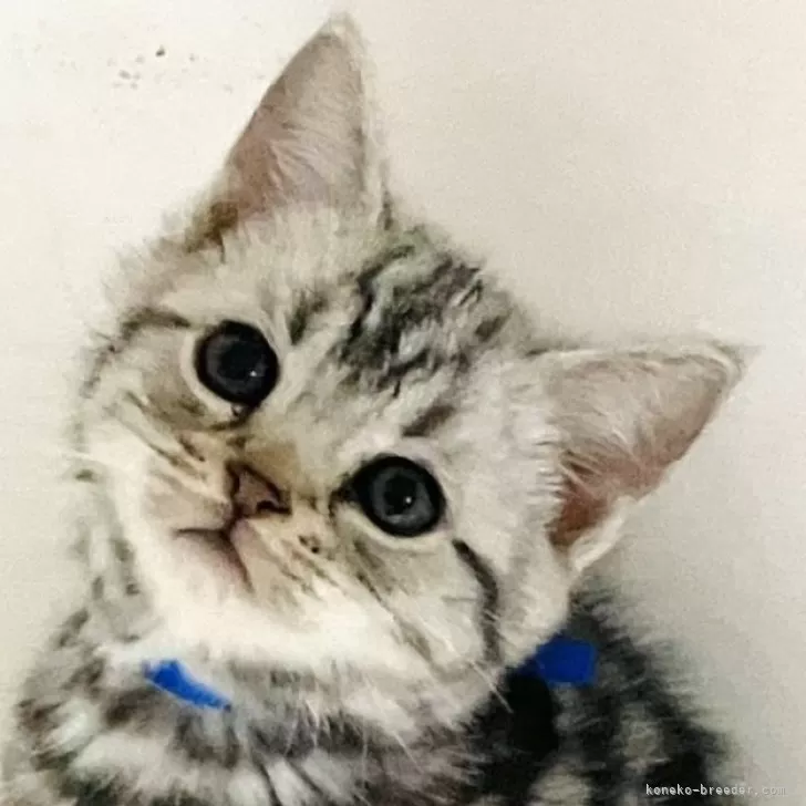 ID:2501-01088の子猫