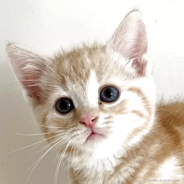 ID：2504-03629の子猫