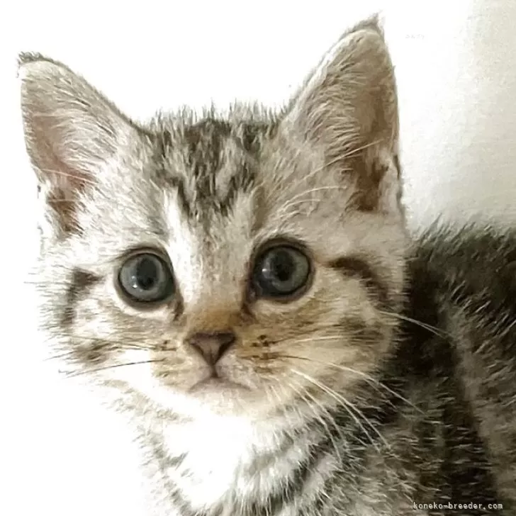 ID：2507-01864の子猫