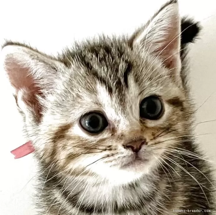 ID:2506-02862の子猫