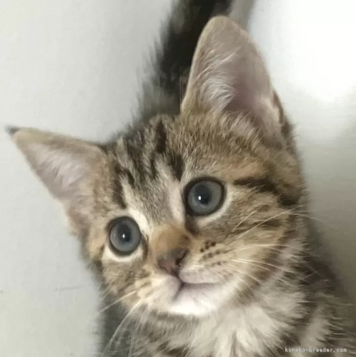 ID:2509-02757の子猫