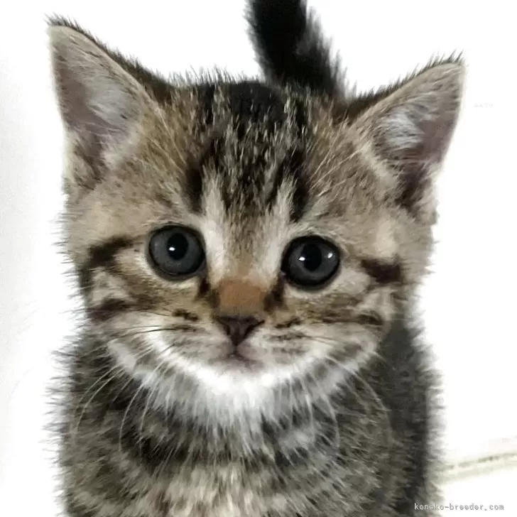 アメリカンショートヘア【千葉県・女の子・2025年10月24日・ブラウンタビー】の写真1