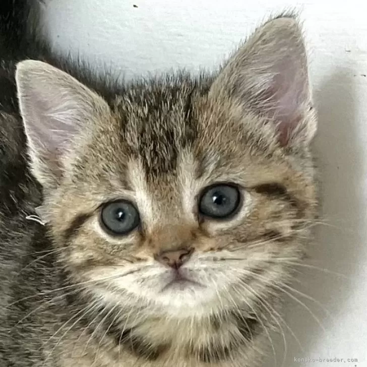ID:2502-00317の子猫