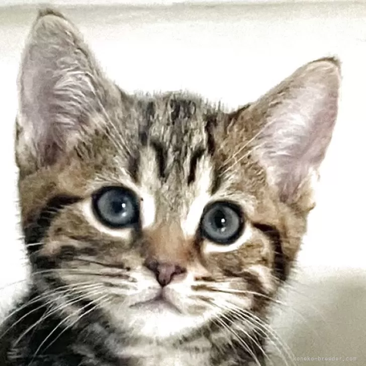 ID:2507-02859の子猫
