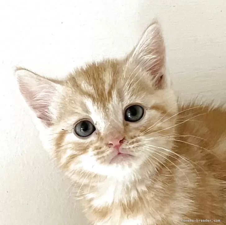 ID:2506-02856の子猫