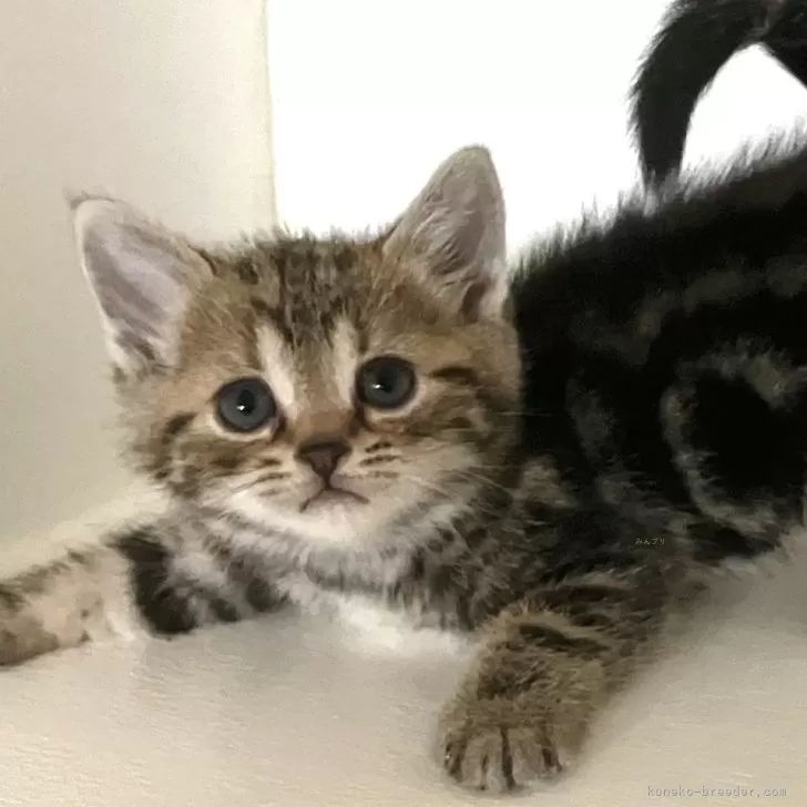ID:2504-01063の子猫