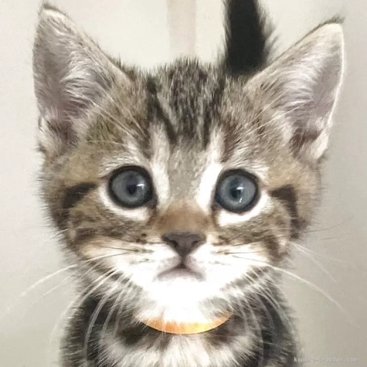 ID:2507-02861の子猫