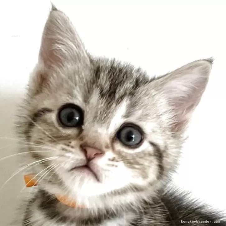 ID:2505-02082の子猫