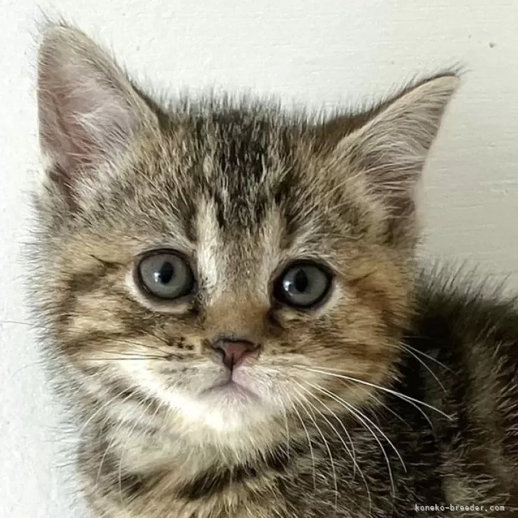 ID:2502-00313の子猫