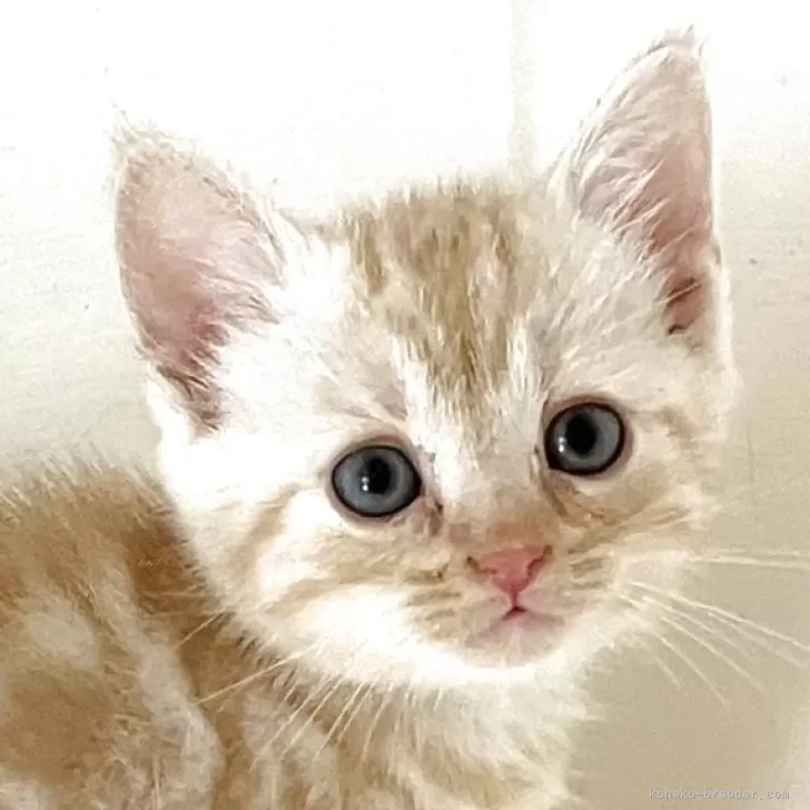 ID：2506-02855の子猫