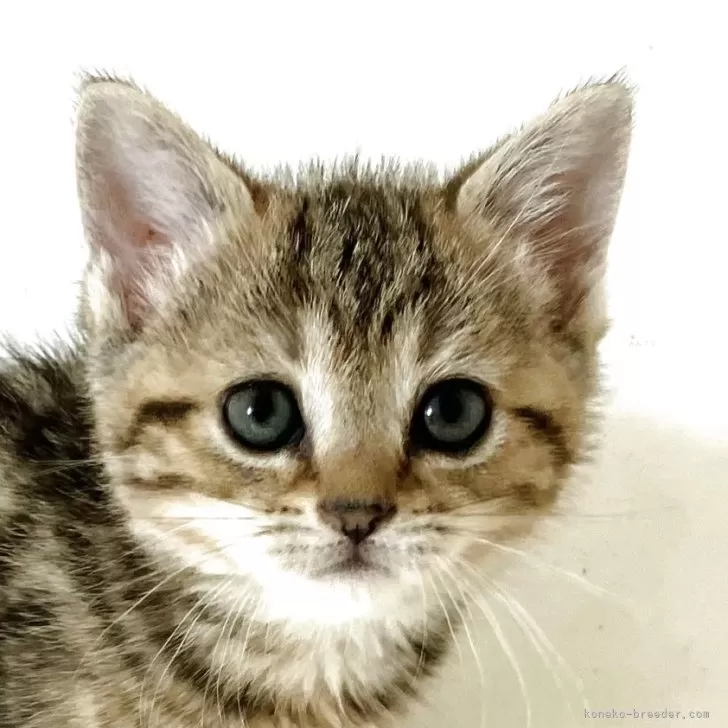 ID：2505-02879の子猫