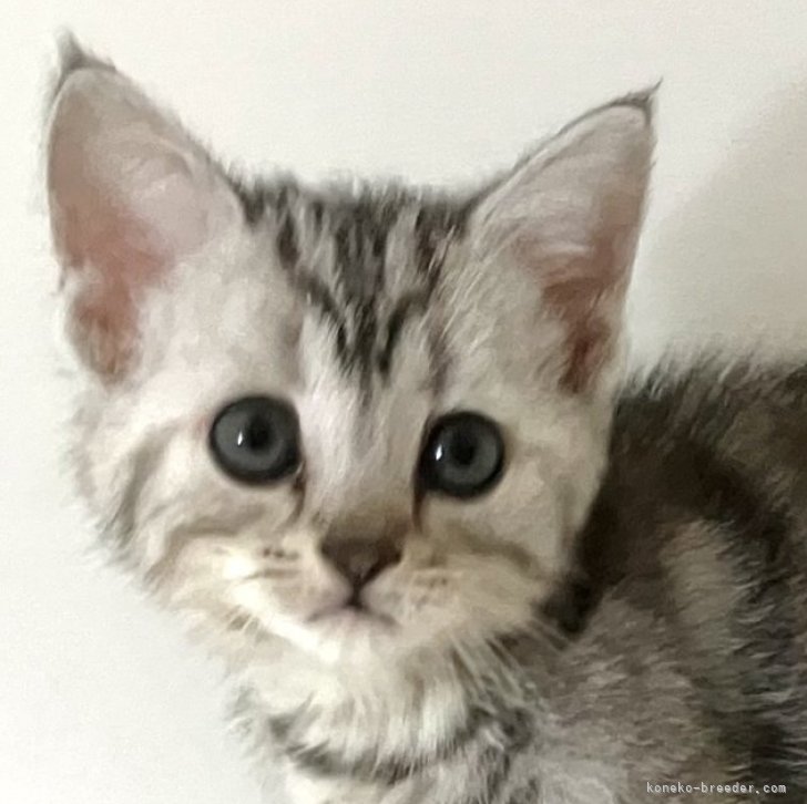 M.N 様のお迎えした子猫