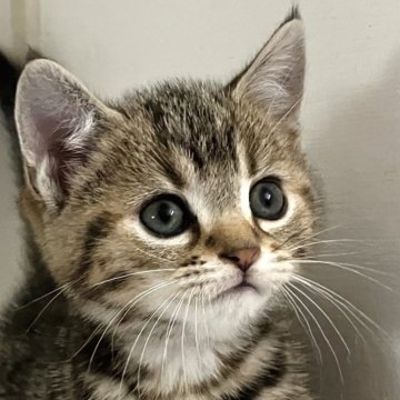 アメリカンショートヘア【千葉県・女の子・2025年10月3日・ブラウンパッチドタビー】の写真「元気で人懐こい！」