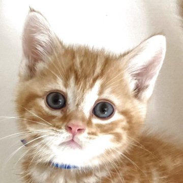 アメリカンショートヘア【千葉県・男の子・2025年6月6日・レッドタビー】の写真「元気で人懐こい！」