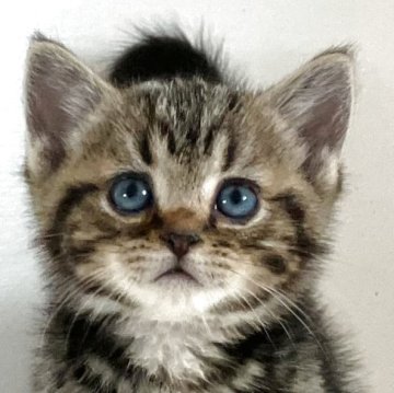 アメリカンショートヘア【千葉県・男の子・2025年10月10日・ブラウンタビー】の写真「元気で人懐こい！」