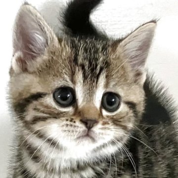 アメリカンショートヘア【千葉県・男の子・2025年10月24日・ブラウンタビー】の写真「元気で人懐こい！」