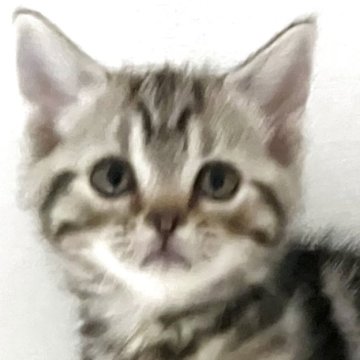 アメリカンショートヘア【千葉県・女の子・2025年7月4日・シルバータビー】の写真「元気で人懐こい！」