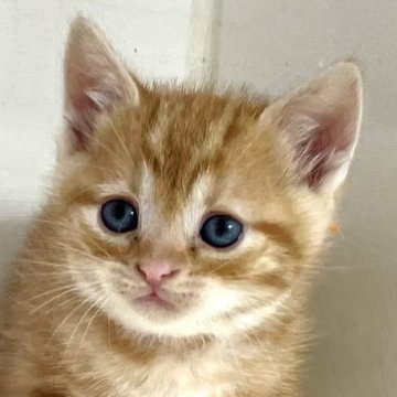 アメリカンショートヘア【千葉県・男の子・2025年3月9日・レッドタビー】の写真「元気で人懐こい！」