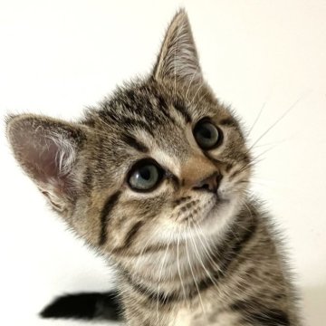 アメリカンショートヘア【千葉県・女の子・2025年9月4日・ブラウンタビー】の写真「元気で人懐こい！」