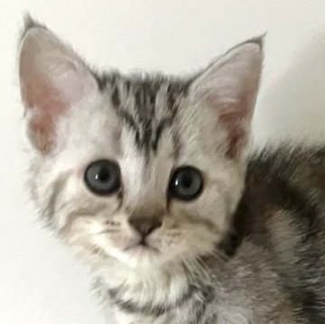 アメリカンショートヘア【千葉県・女の子・2025年9月25日・シルバーパッチドタビー】の写真「元気で人懐こい！」