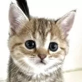 アメリカンショートヘア