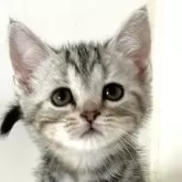 アメリカンショートヘア