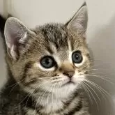 アメリカンショートヘア