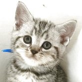 アメリカンショートヘア