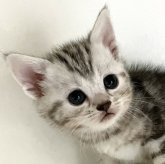 アメリカンショートヘア