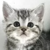 アメリカンショートヘア