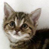 アメリカンショートヘア