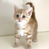 アメリカンショートヘア