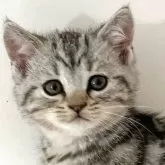 アメリカンショートヘア