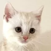 アメリカンショートヘア