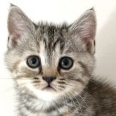 アメリカンショートヘア