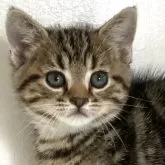 アメリカンショートヘア