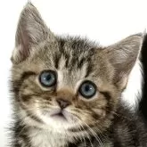 アメリカンショートヘア