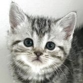 アメリカンショートヘア