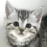 アメリカンショートヘア