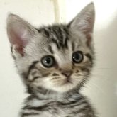 アメリカンショートヘア