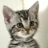 アメリカンショートヘア
